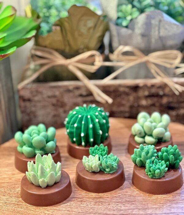 12-Succulent Chocolate Covered Oreo Favors